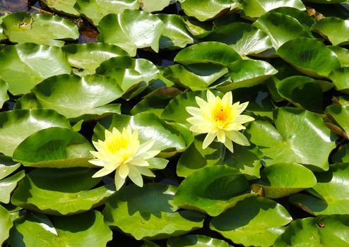 blossom lotus flowers in pond