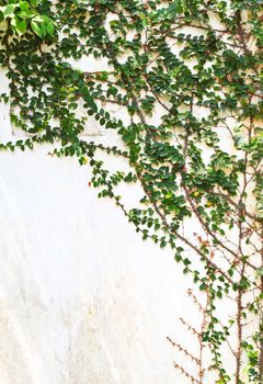 green creeper plant on white wall
