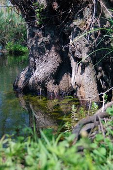 old tree on the bank of a small river