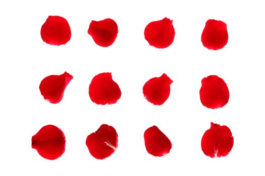 Red rose petals on the white background