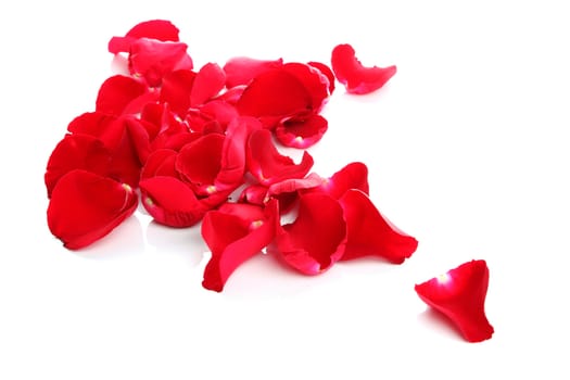 Petals of a rose on a white background.