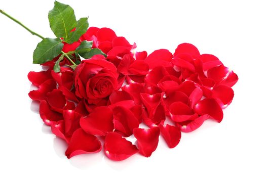 Beautiful heart of red rose petals on white background