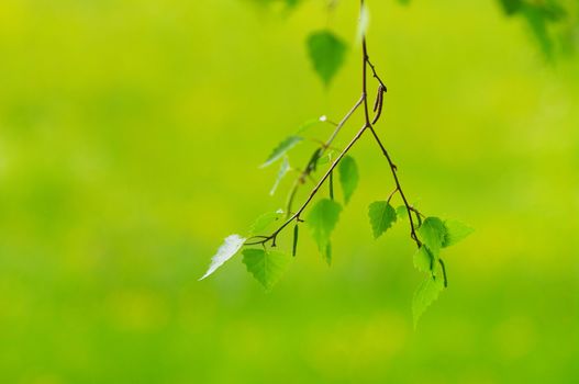 green leaves foliage at springtime outside in the nature