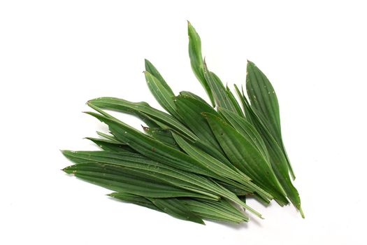 a handful of fresh buckhorn leaves on a white background