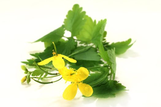 a stem celandine on a bright background