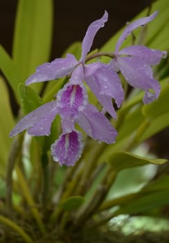 Purple orchid with water drops on the petals