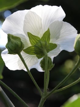 Rear view of a white flower and green stem