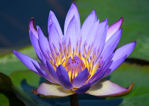 Single purple lotus blossom on a pond