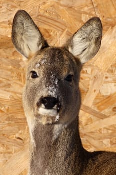 this roe deer doe was very shy even though she was in an animal park