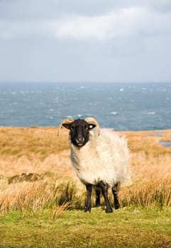 white sheep grazing on the picturesque landscape