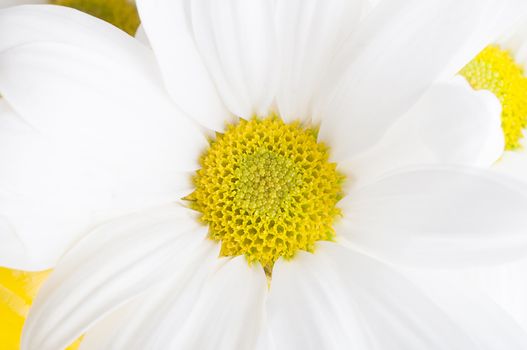 Close up (macro) shot of a white, daisy shaped Chrysanthemum ('Mum flower') with yellow pollen in sharp focus at centre of frame.