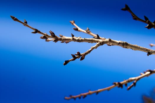 a tree branch with buds against the blue sky