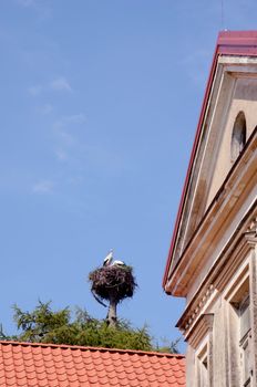 Pair of storks in nest on tree trunk above ancient building and blue sky.
