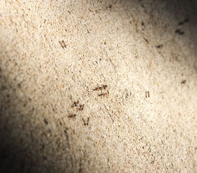 Ants on a concrete wall