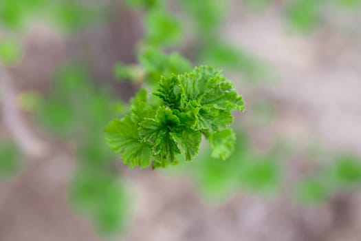 Young leaves of a currant