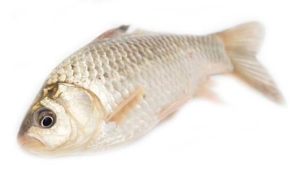 crucian carp on white background 