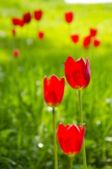 Red tulip flower bloom in spring garden. Natural beauty background.
