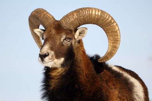 this is a big mouflon ram, the alpha male of the herd