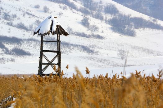 this bird observatory was lied in the middle of a cane, in winter 