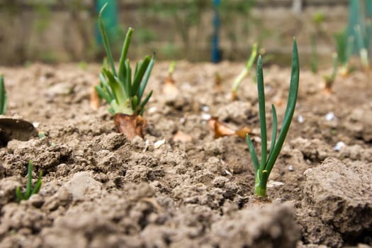 Young leaves of onions on the earth