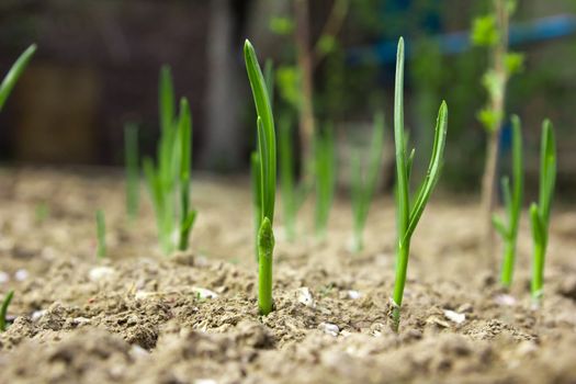 Young leaves of onions on the earth