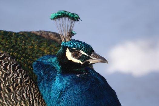 this male peacock is almost frozen as it stays in big snow