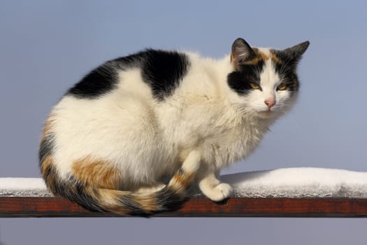 piebald cat on the fence on a winter day