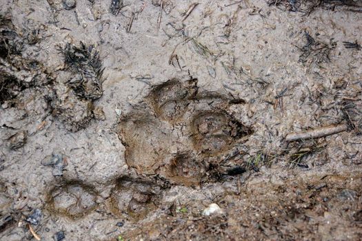 comparison between a wolf and a fox track that I found in the mud