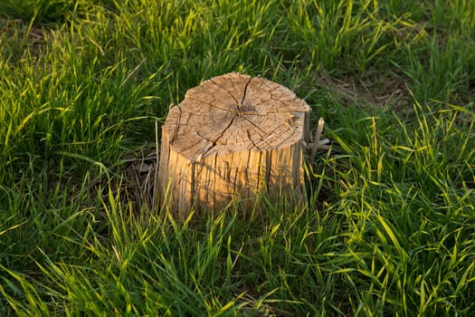 Stub from a tree in a beautiful green grass on a decline of day