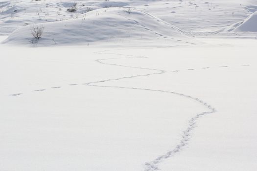 I found this fox tracks intersecting a hare path