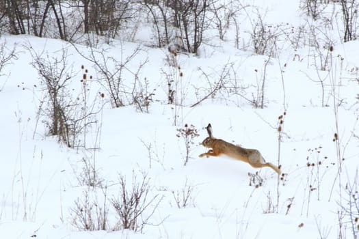 this brown hare was scared by our presence