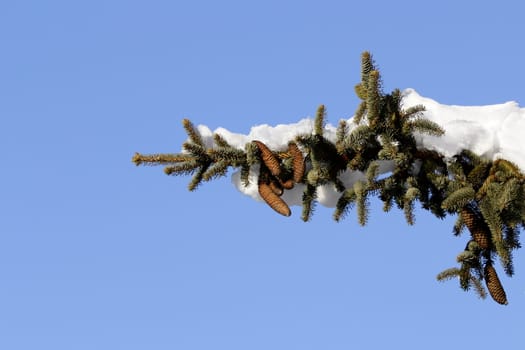 detail of a spruce branch with a lot of snow