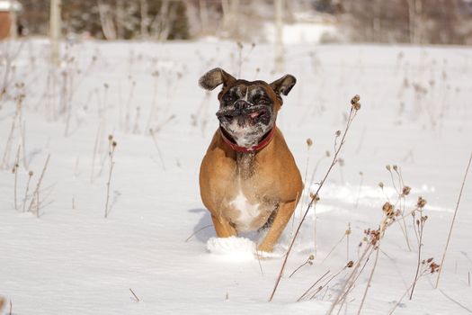 my dog loves to go in the forest in winter