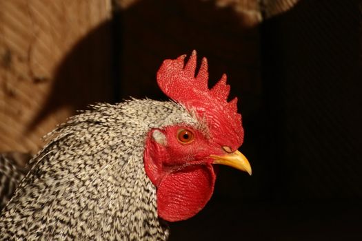 this cock was very proud to be the boss in all the farm