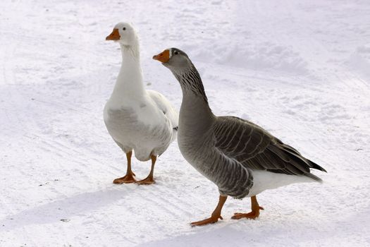 the male of this pair of geese was strongly protecting his mate
