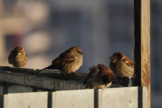 these tiny sparrows sit all day long near the garbage