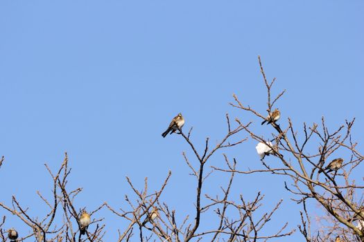 these thrushes stay together all winter to find something to eat