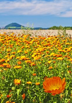 Calendula