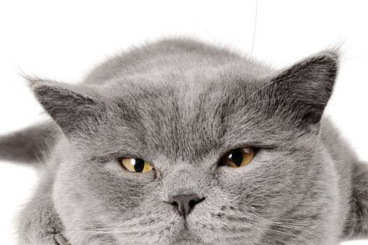 Closeup photo of a quiet British cat. White  background