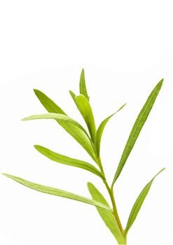 tarragon