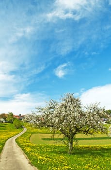 blooming fruit tree with village