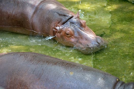 Hippopotamus sleep in water