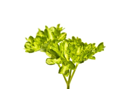 parsley