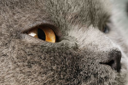 Closeup photo of a quiet British cat. White  background