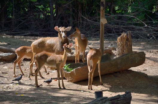 Deer eat the grass in the zoo with the morning light