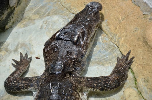 Crocodile in the water at zoo