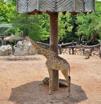 Giraffe in shade of big sunshade