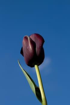 A single purple tulip flower with fresh petals a stalk and leaf against a clear blue sky.