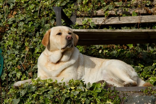 A golden labrador dog laying on a step with a seat and an overgrown ivy palnt in the background.