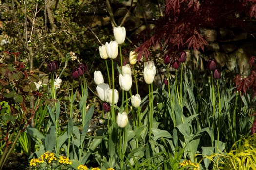 A garden scene with white and purple tulips on stems with green leaves.